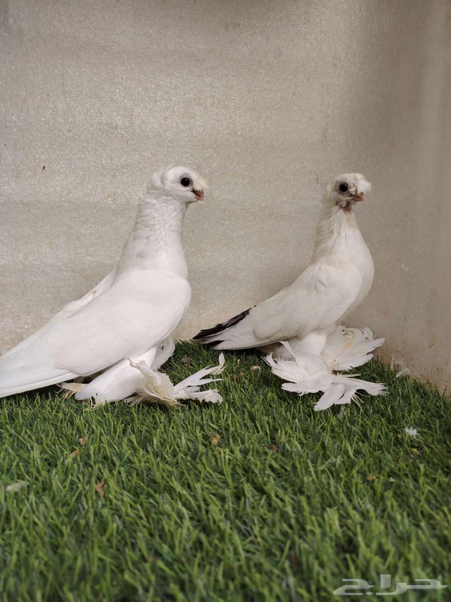 جوز أوربك64451257965186112