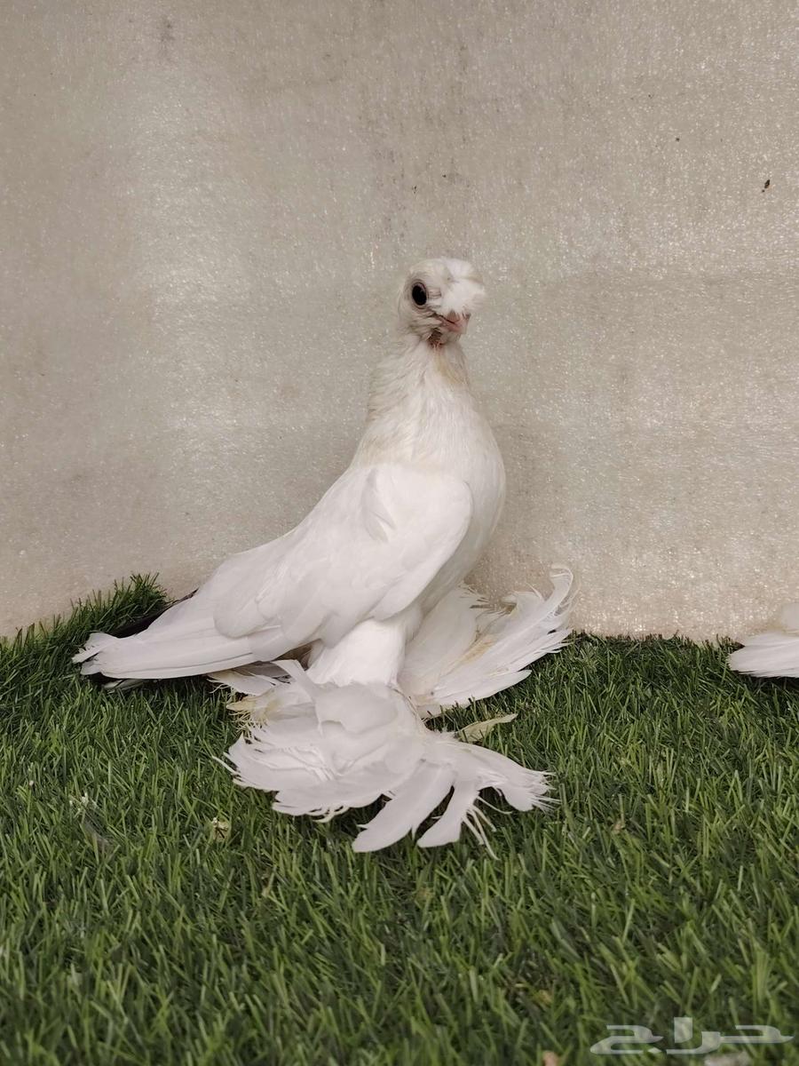 جوز أوربك64451257965186111