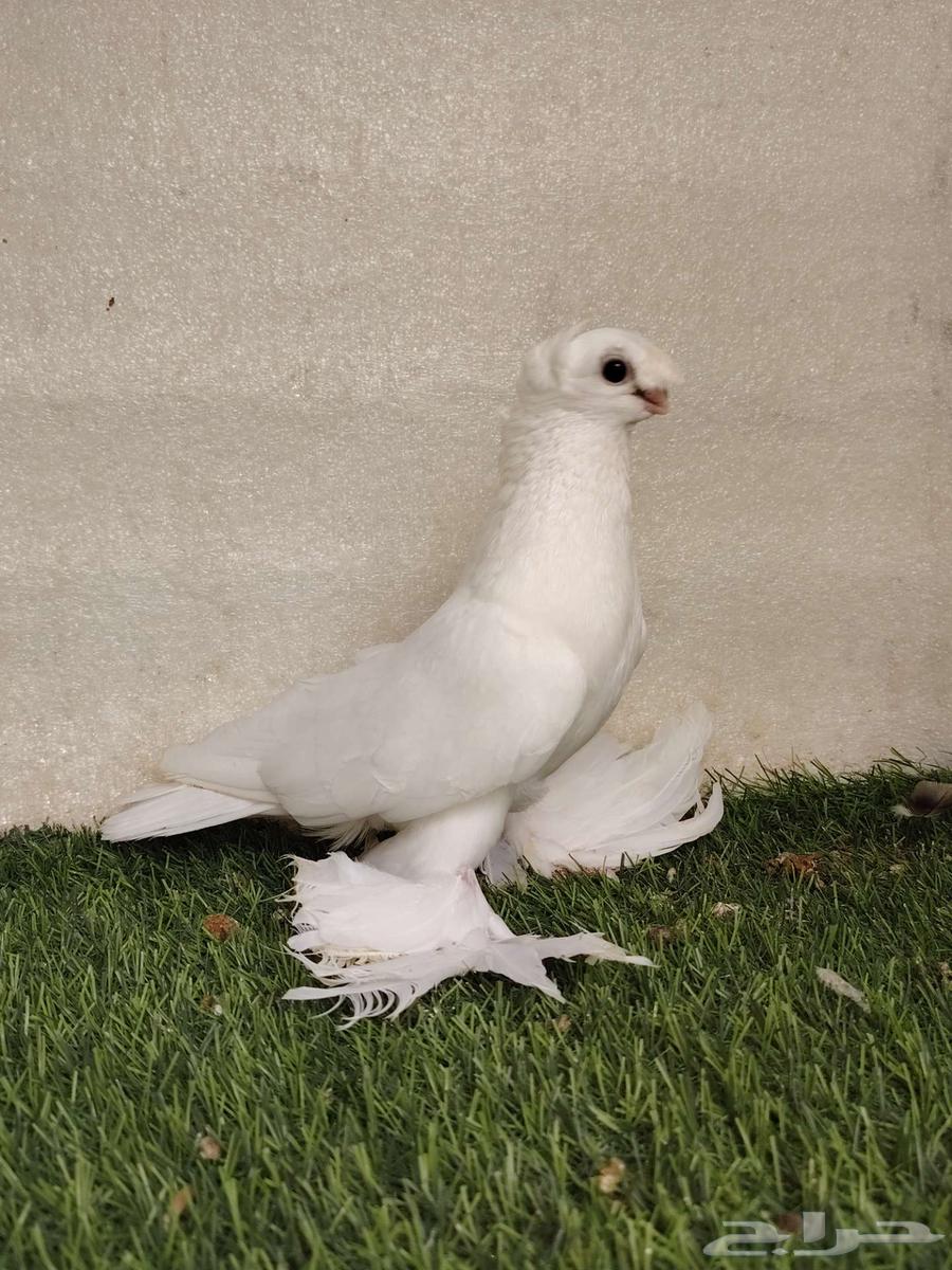 جوز أوربك64451257965186110