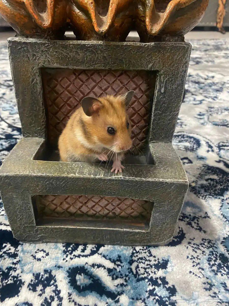 مجموعة هامستر سوري للبيع64451836504579112