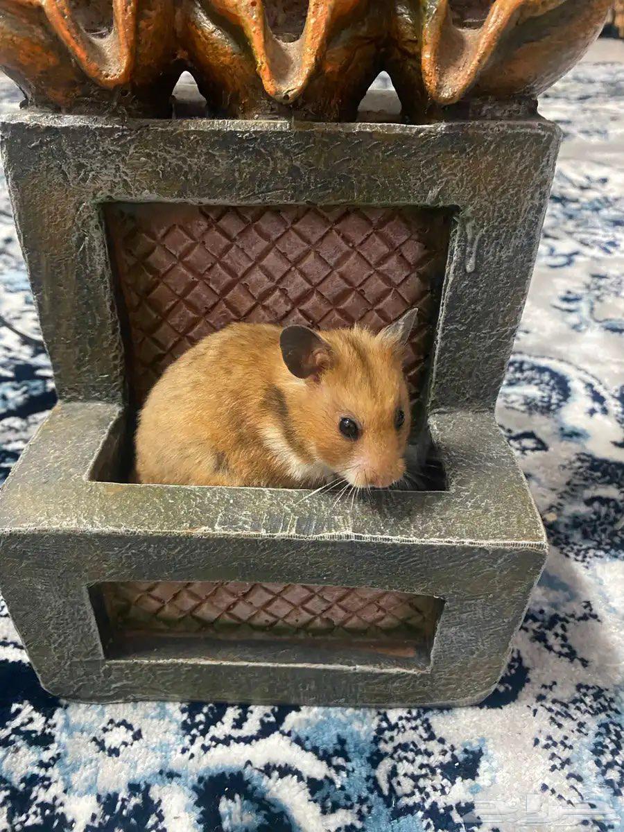 مجموعة هامستر سوري للبيع64451836504579111