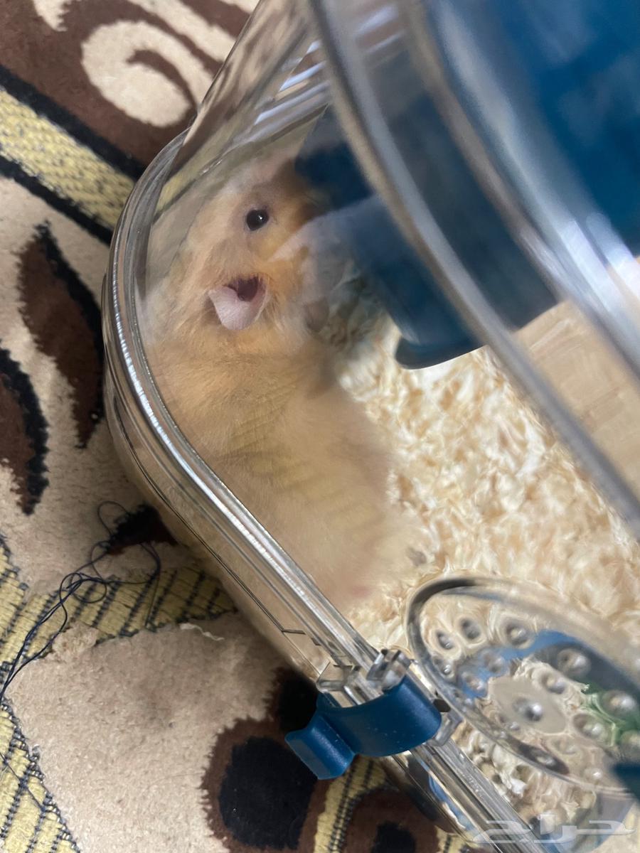 مجموعة هامستر سوري للبيع64451836504579110