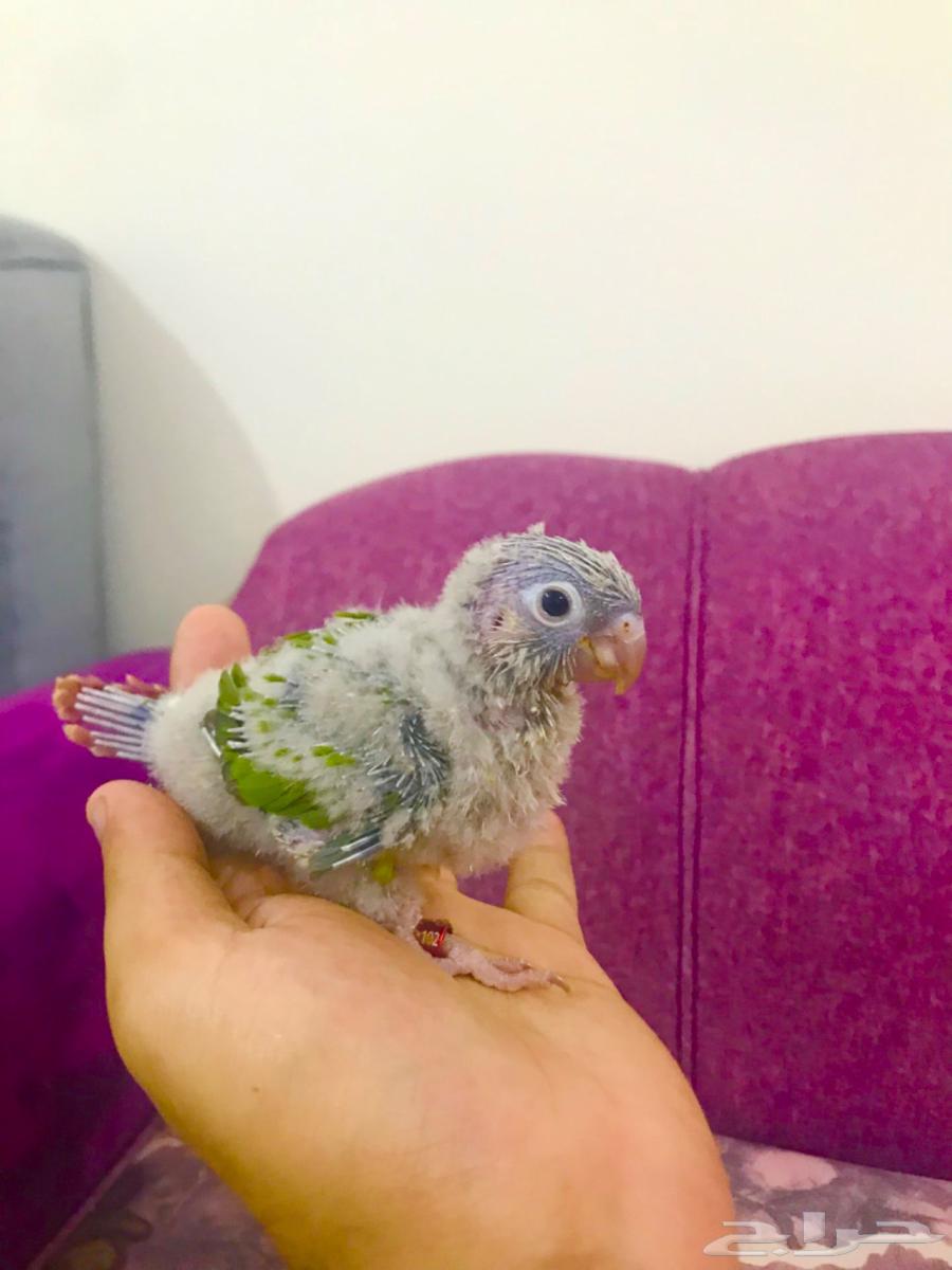 فروخ كنيور اناناس(تم البيع)64452347452162113