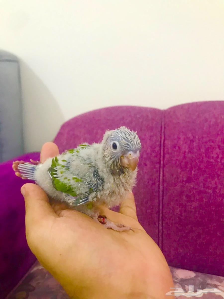 فروخ كنيور اناناس(تم البيع)64452347452162114