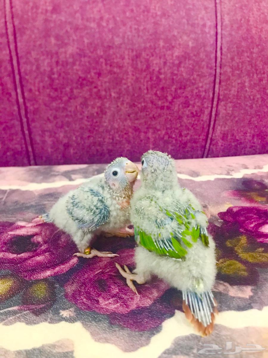 فروخ كنيور اناناس(تم البيع)64452347452162110