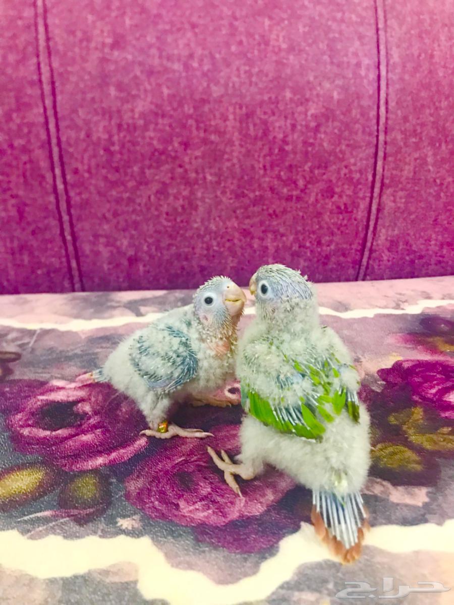 فروخ كنيور اناناس(تم البيع)64452347452162112