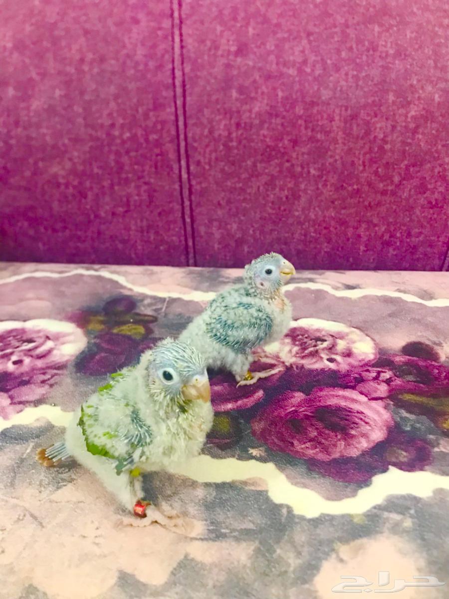 فروخ كنيور اناناس(تم البيع)64452347452162111