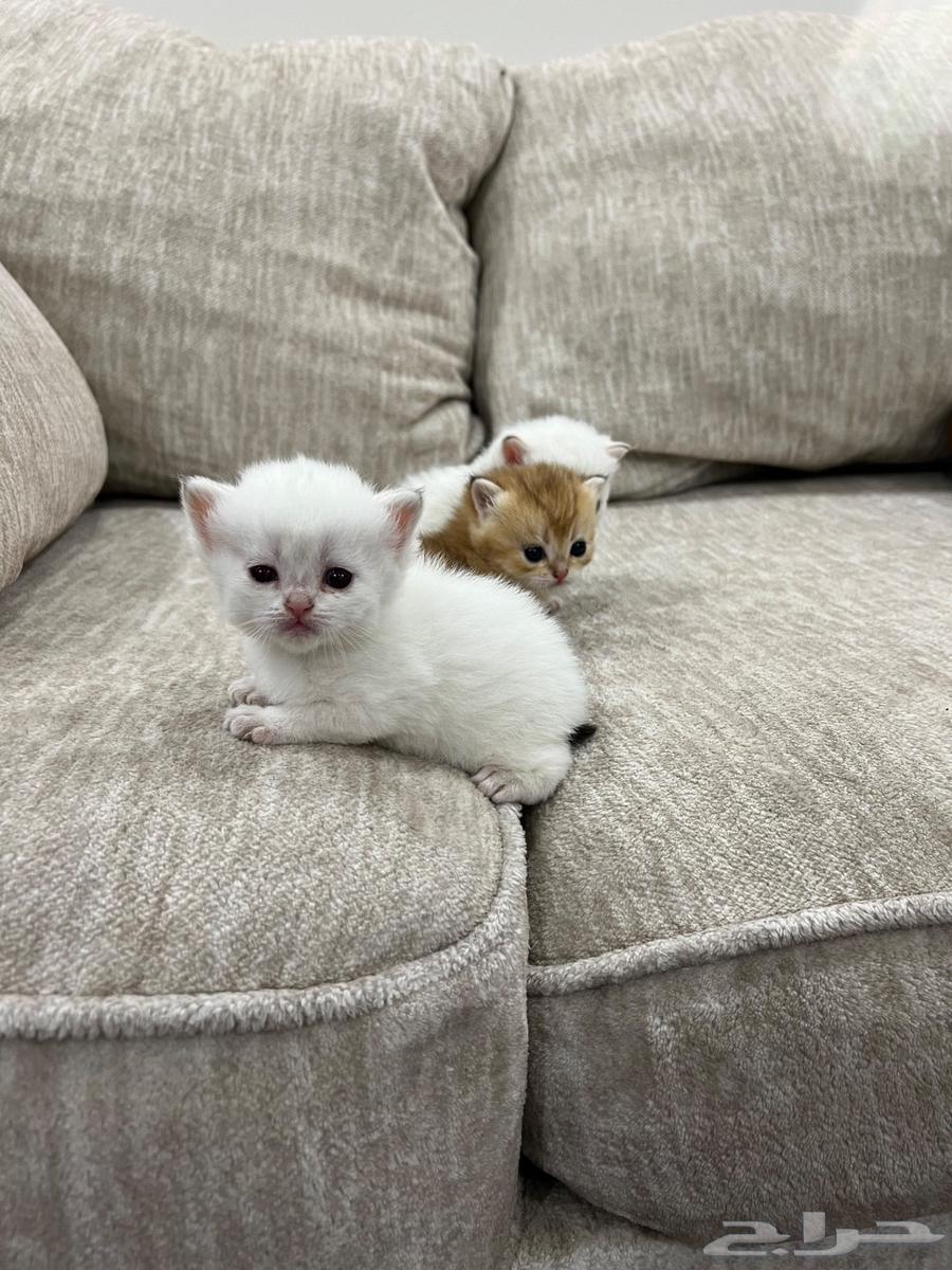 قطط سكوتش للبيع مستوى عالي64452806749570111