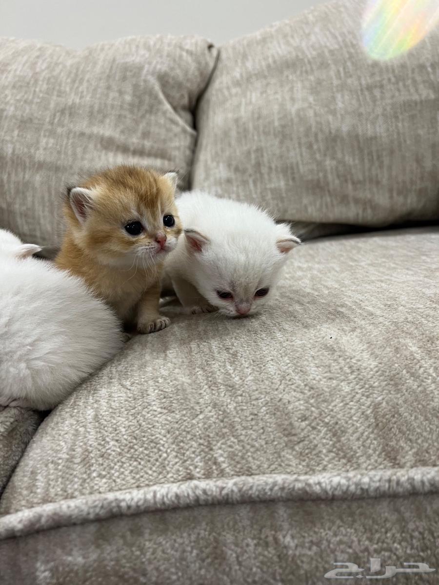 قطط سكوتش للبيع مستوى عالي64452806749570112