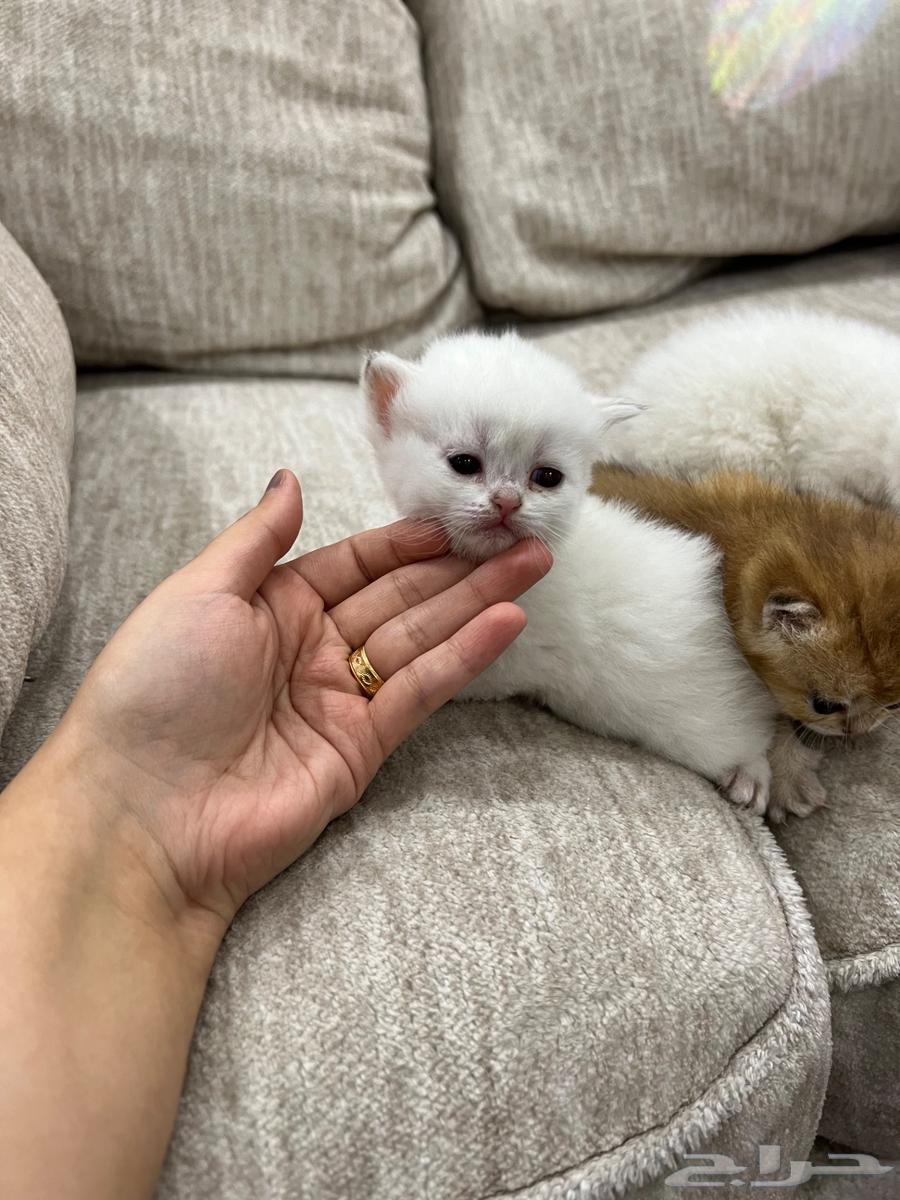 قطط سكوتش للبيع مستوى عالي64452806749570110