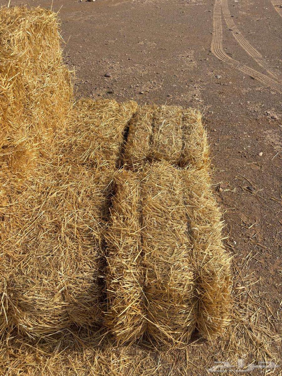 تبن بر عود ناعم64453889361537111