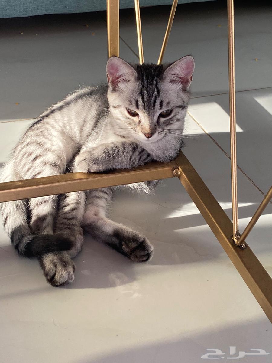 Kittens64453930662786111