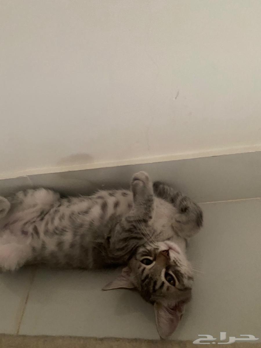 Kittens64453930662786110