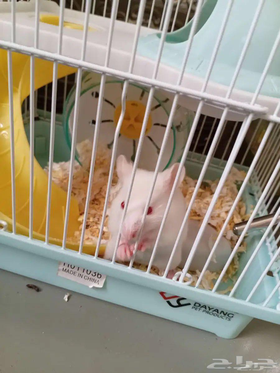 مجموعة هامستر سوري للبيع64451836504579114