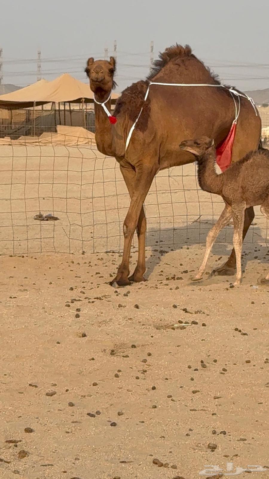 Miniature she-camel, young, with abundant milk, its treatment64450637798787114