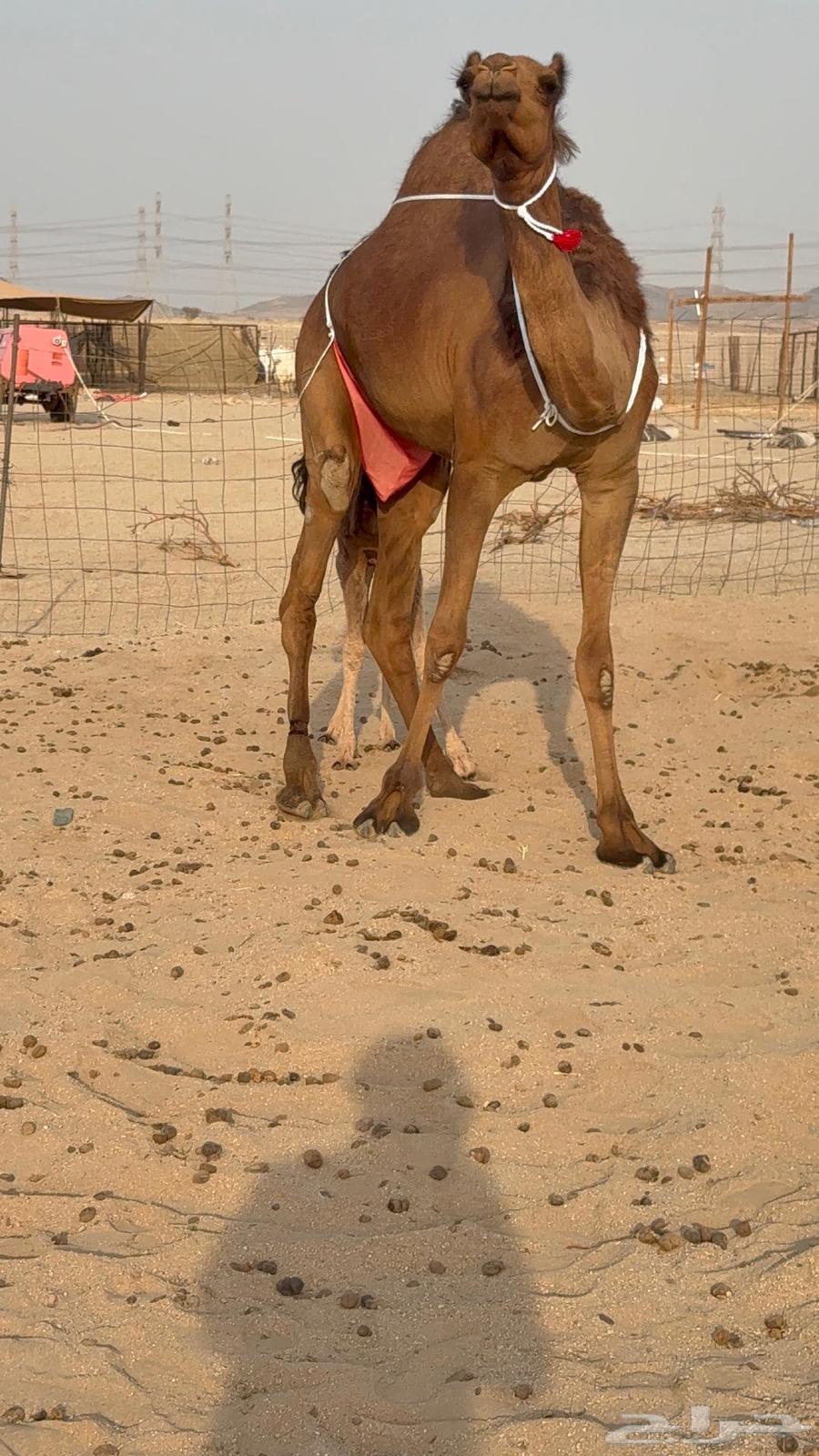 Miniature she-camel, young, with abundant milk, its treatment64450637798787112