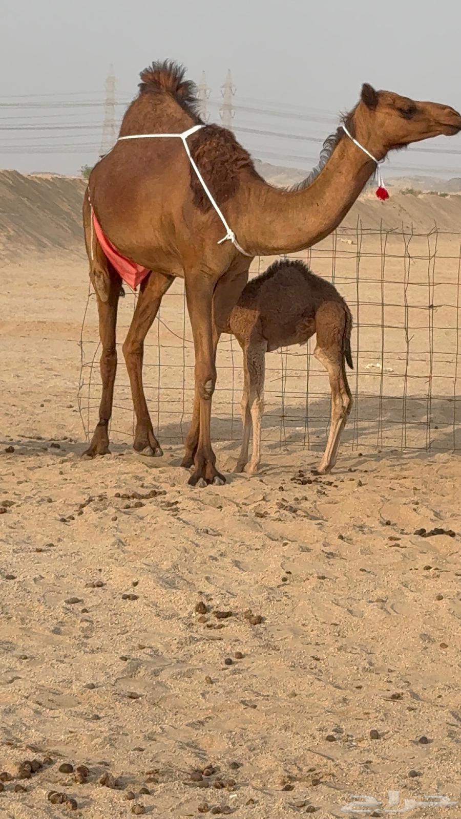 Miniature she-camel, young, with abundant milk, its treatment64450637798787110