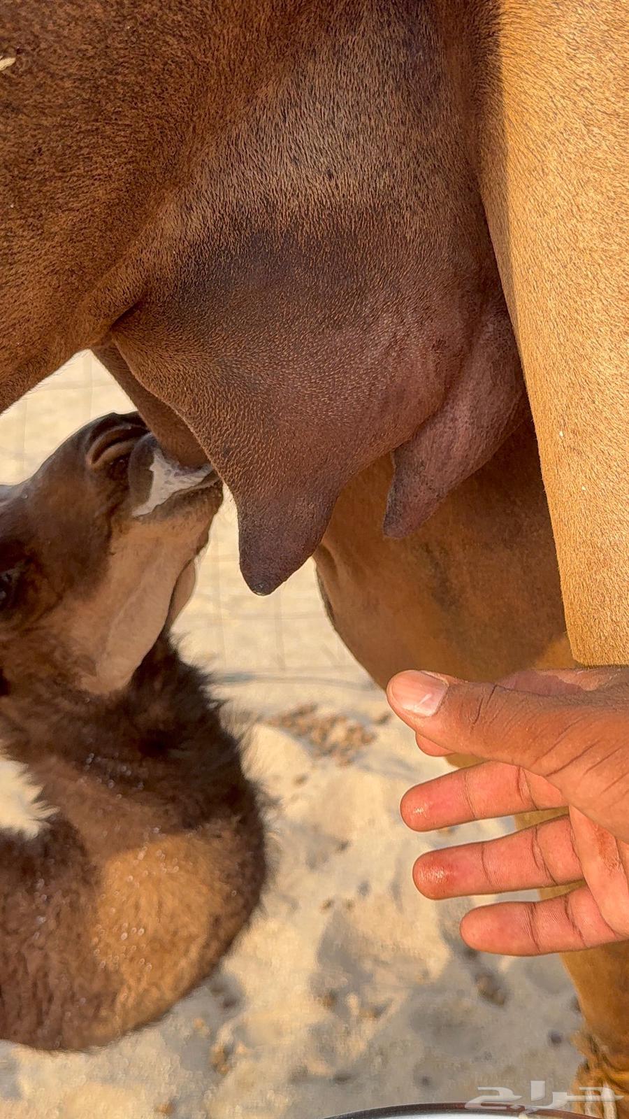 Miniature she-camel, young, with abundant milk, its treatment64450637798787111