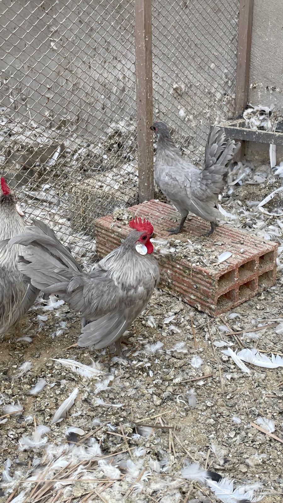 ديكين ودجاجه. رووز64454305352449113