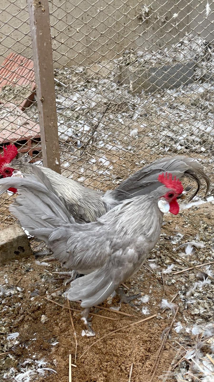 ديكين ودجاجه. رووز64454305352449111