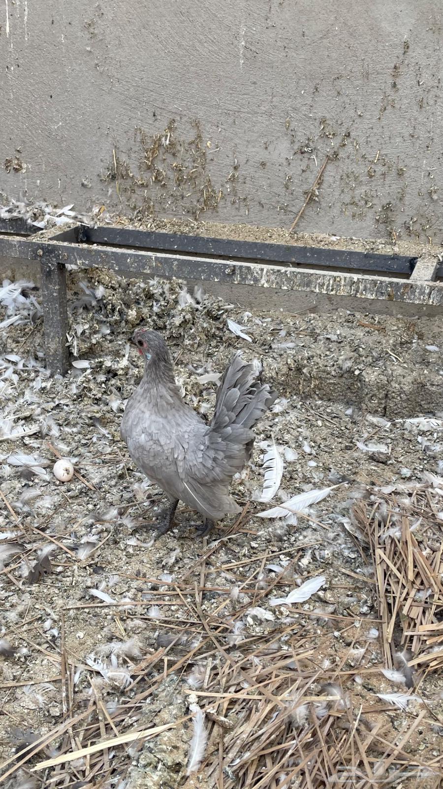 ديكين ودجاجه. رووز64454305352449112