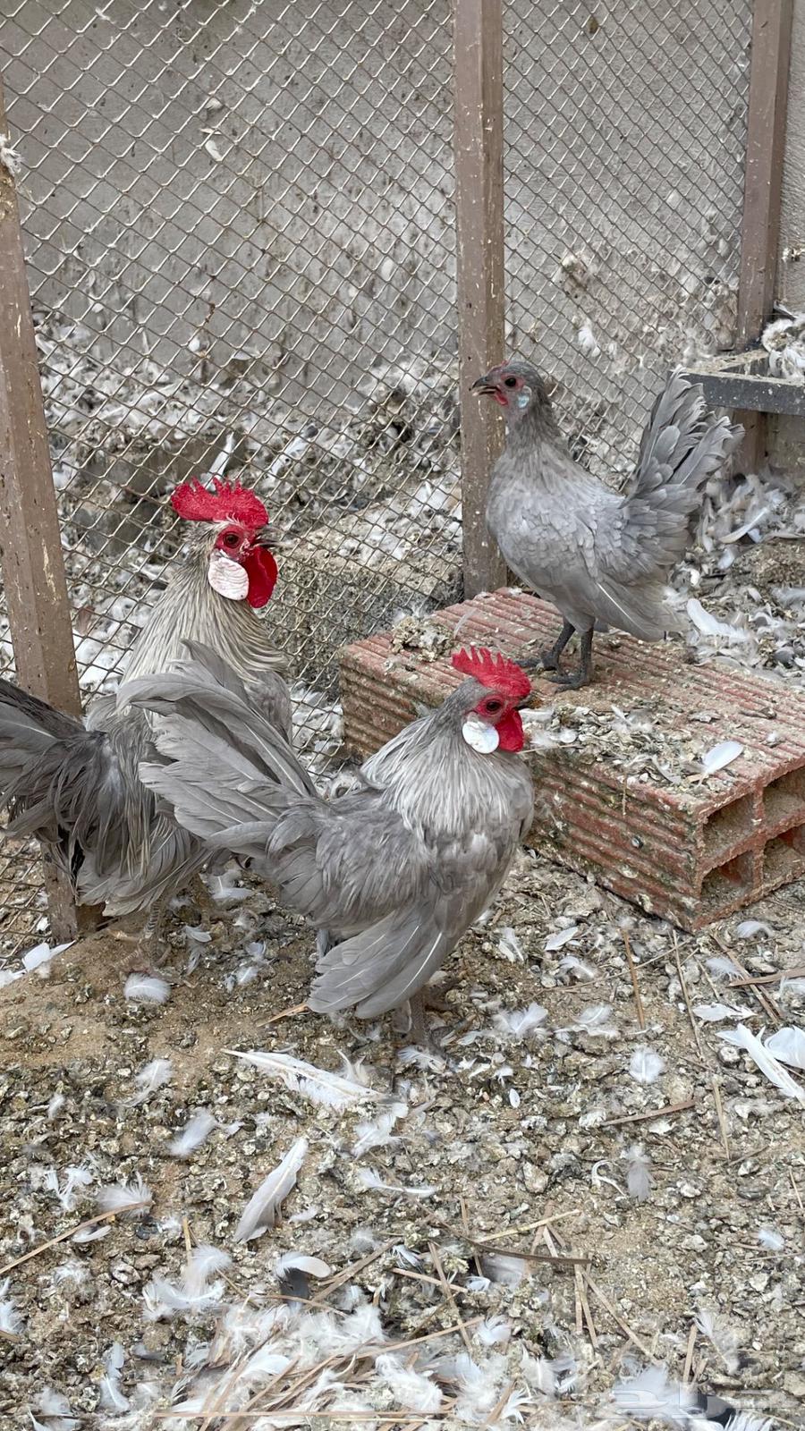 ديكين ودجاجه. رووز64454305352449114