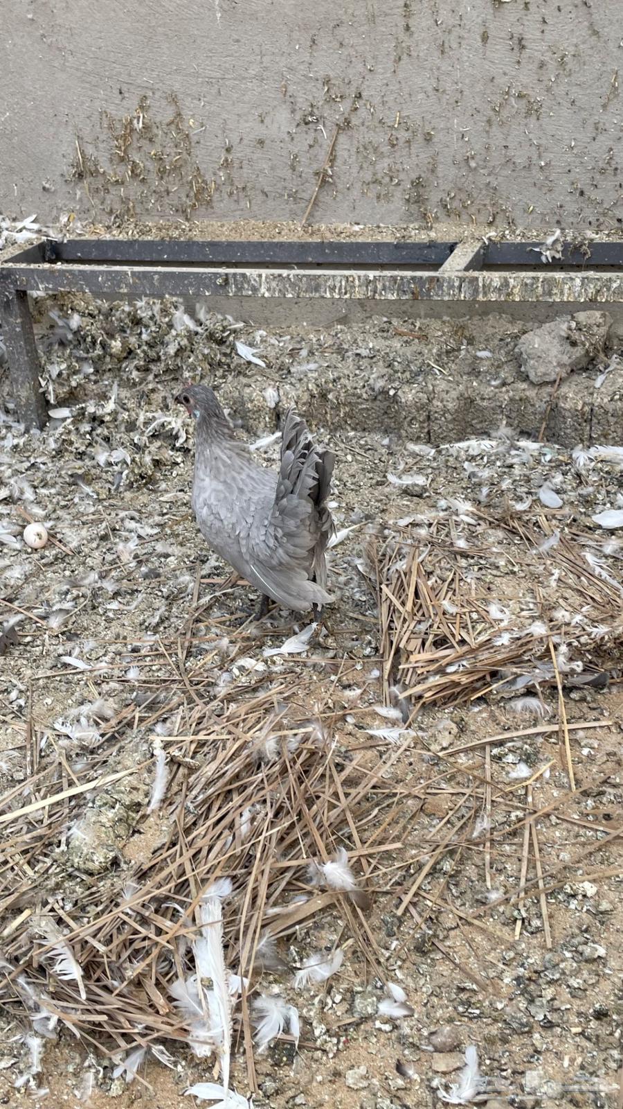 ديكين ودجاجه. رووز64454305352449110