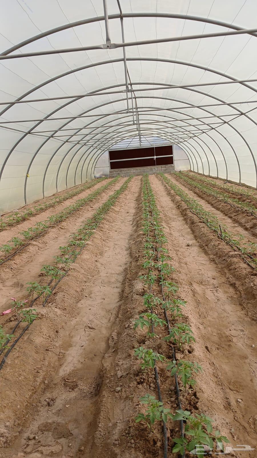 بيت محمي للبيع مكيف64456612778242110