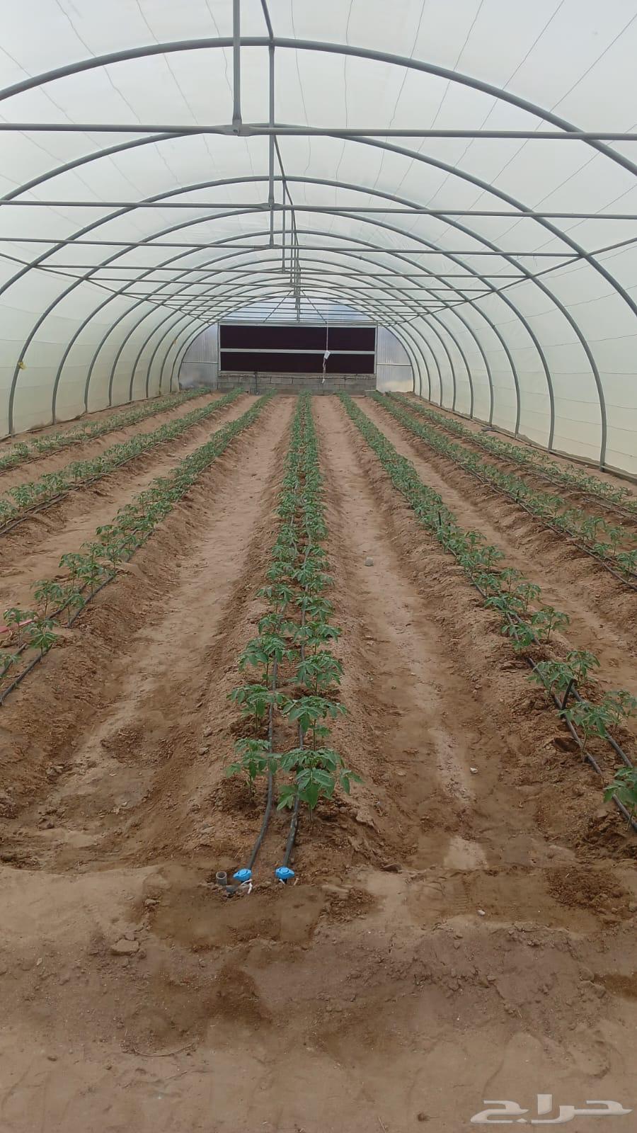 بيت محمي للبيع مكيف64456612778242111