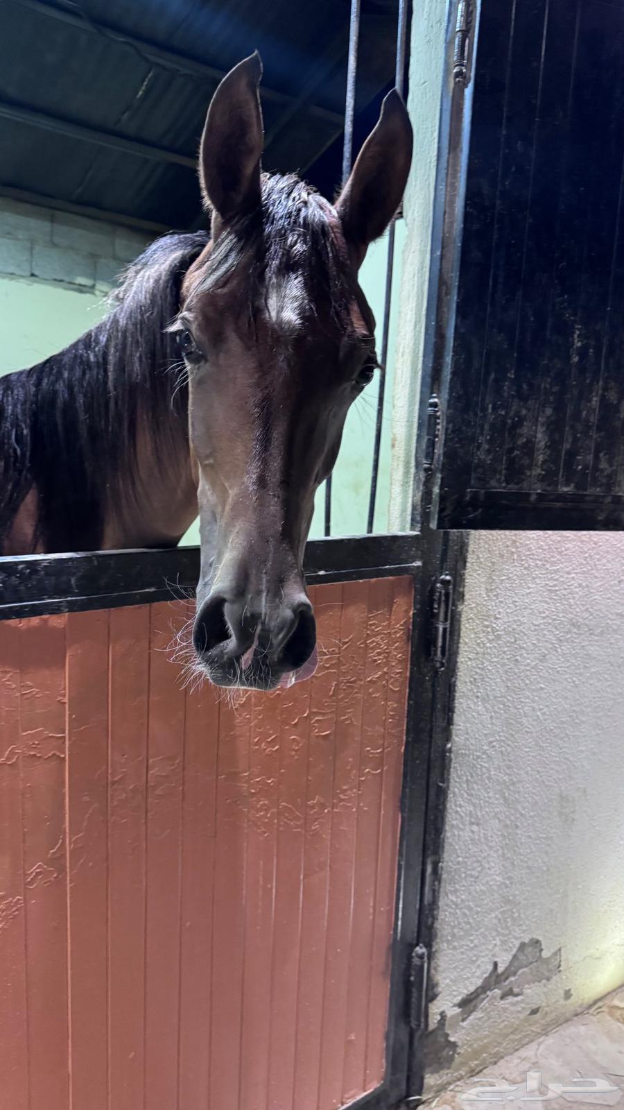 Mahr Wahoo lofty in age64456982247809112