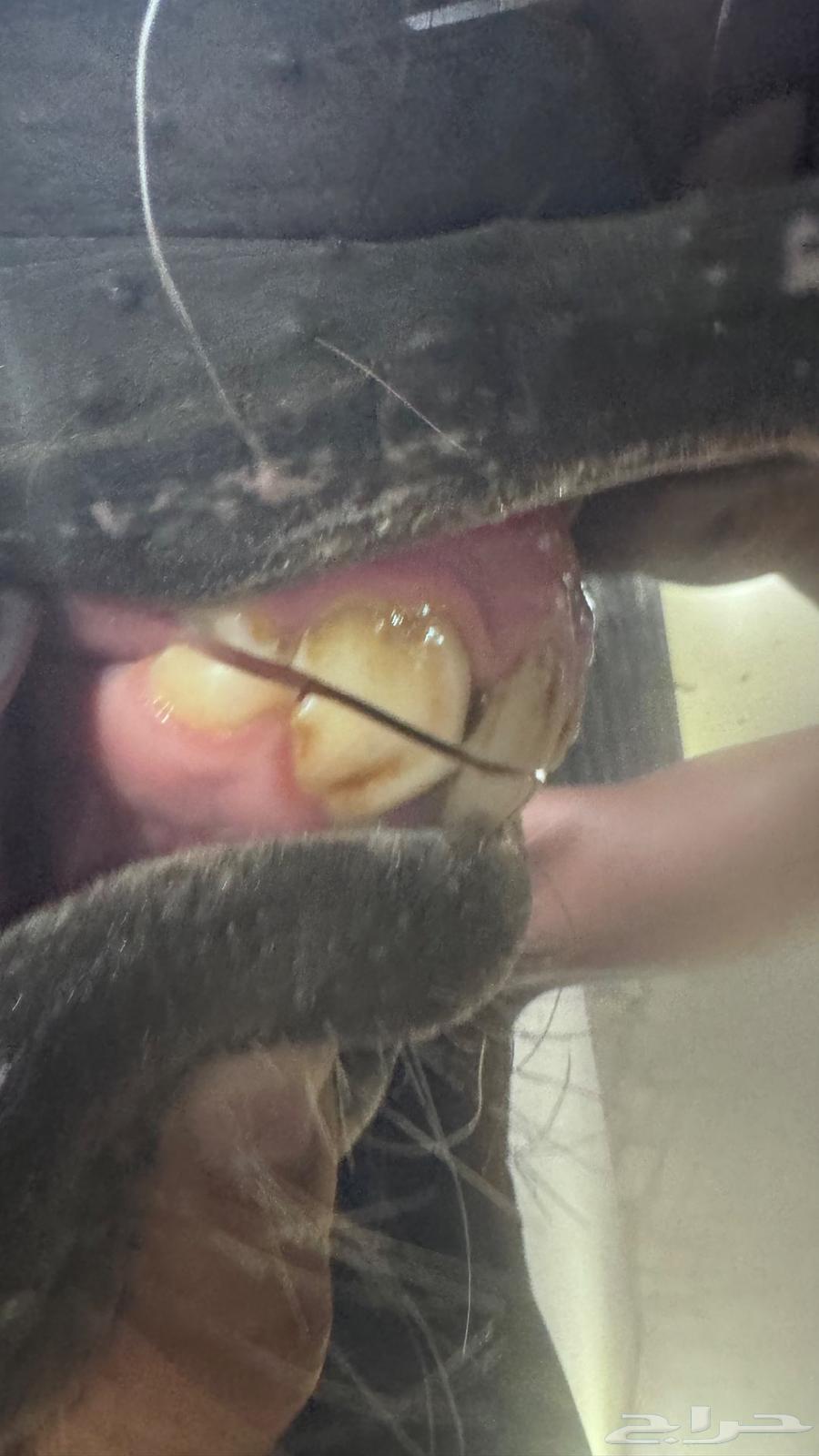 Mahr Wahoo lofty in age64456982247809113