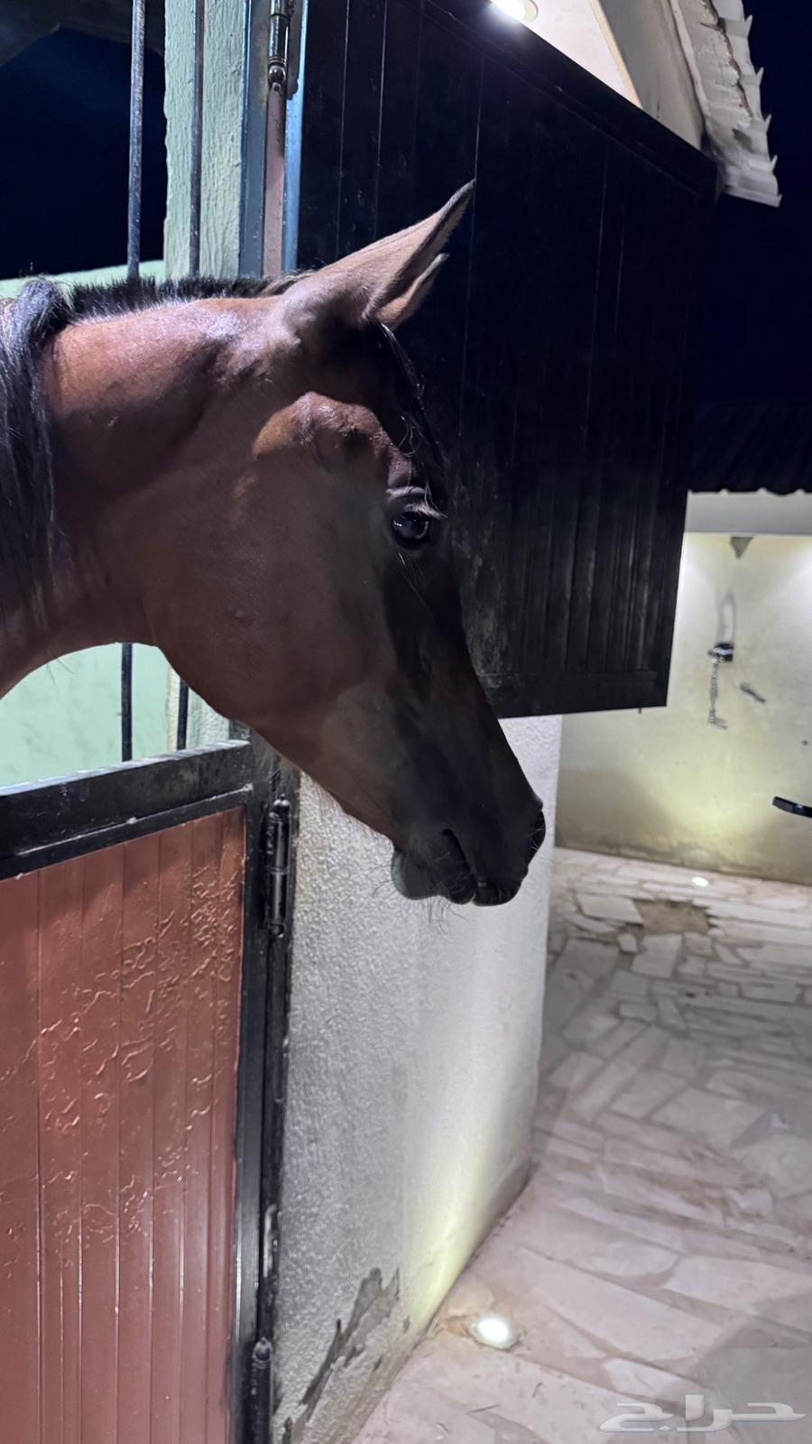 Mahr Wahoo lofty in age64456982247809110