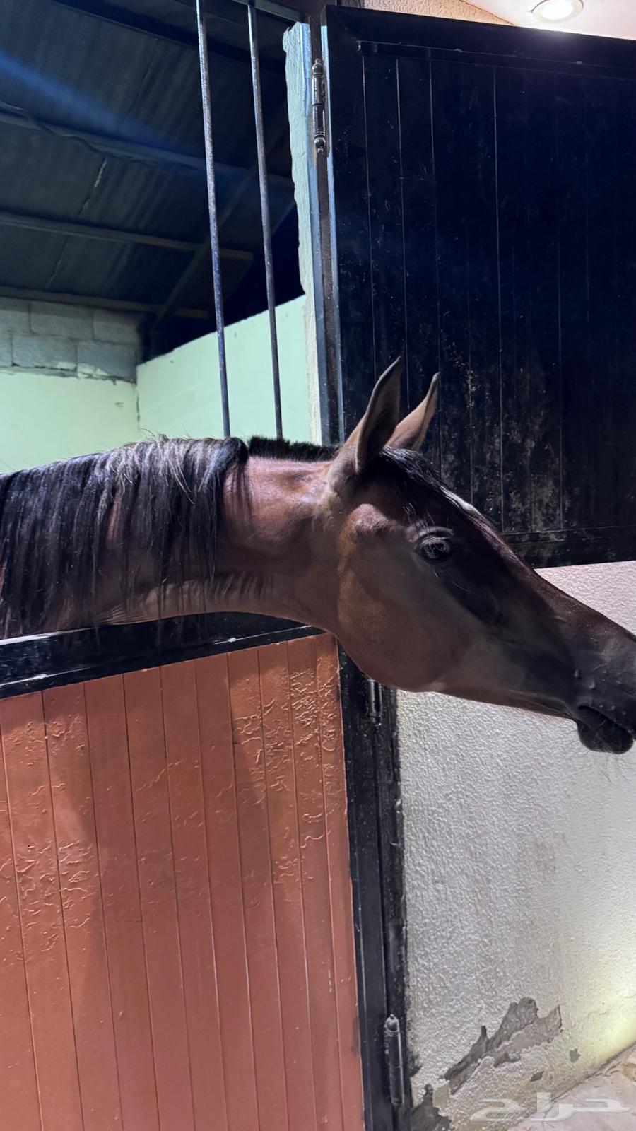 Mahr Wahoo lofty in age64456982247809111