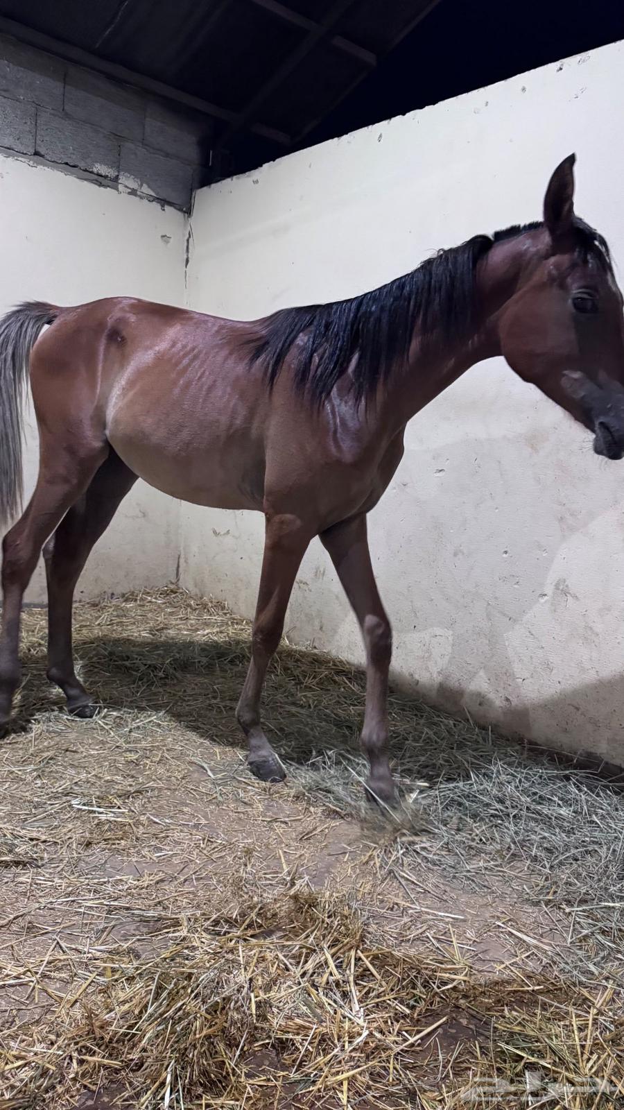 Mahr Wahoo lofty in age64456982247809114