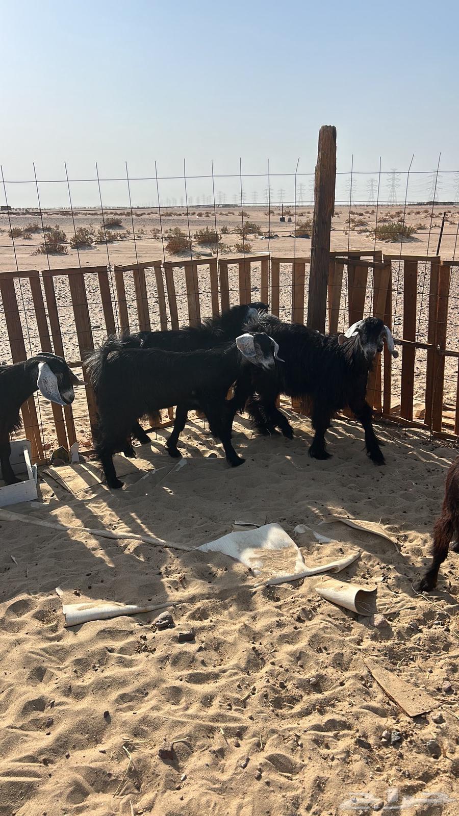 Goats and sheep for sale, starting from 100064453710017921110