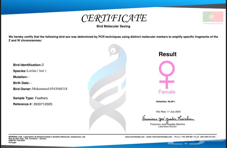 انثى لوري اليفه جاهزه للانتاج64454715728899110
