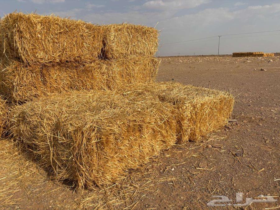 تبن بر عود ناعم64453889361537112