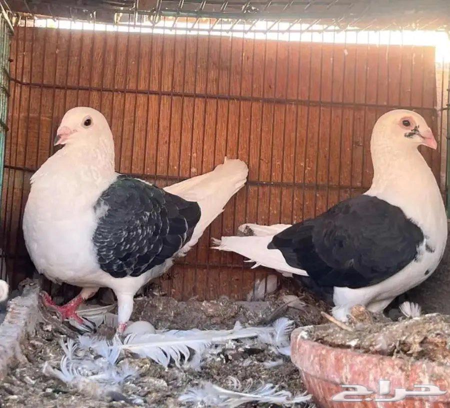 Zaghl Walnut64452644392578110