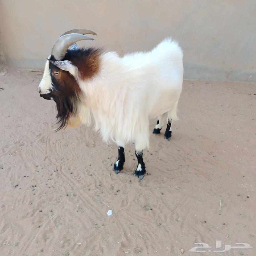Dwarf goat64558447270017113