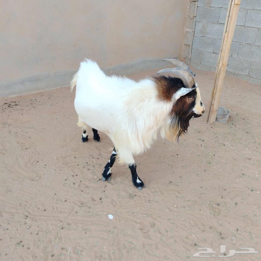 Dwarf goat64558447270017112