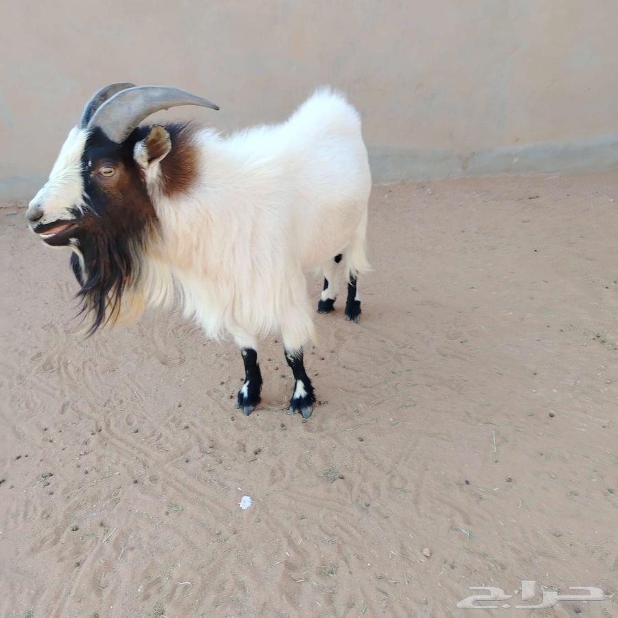 Dwarf goat64558447270017111