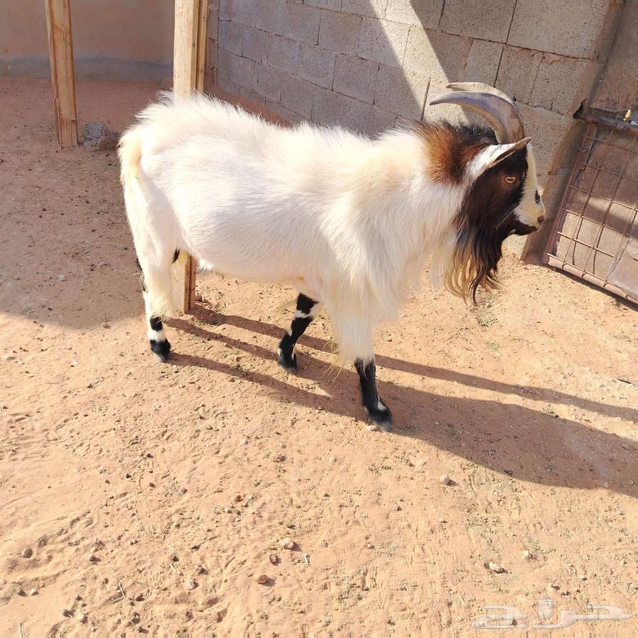 Dwarf goat64558447270017110