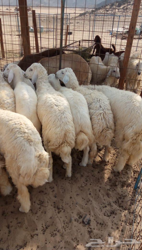 ذبائح الجزيرة.. مع التوصيل الاعلى تقييم في الموقع64461980353923114