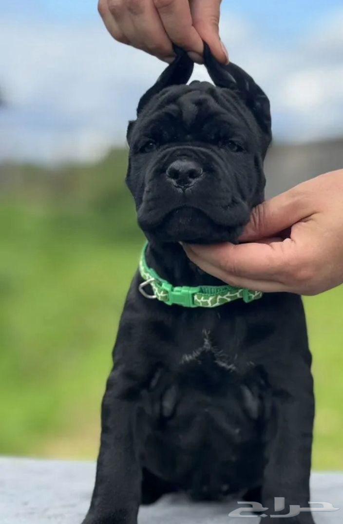 جراء كان كورسو للبيع64462321854594113