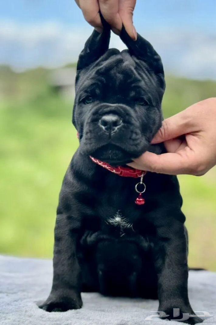 جراء كان كورسو للبيع64462321854594110