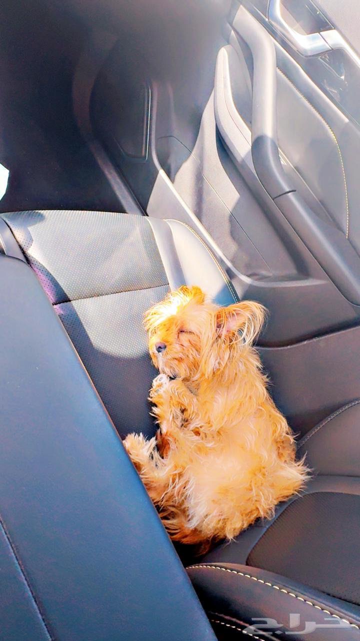 كلبه يوركي لعوبة جدا وفرندي64460462172418112