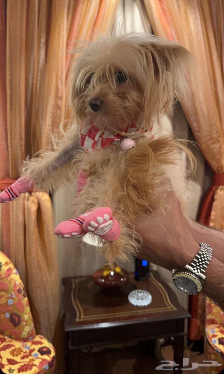 كلبه يوركي لعوبة جدا وفرندي64460462172418111