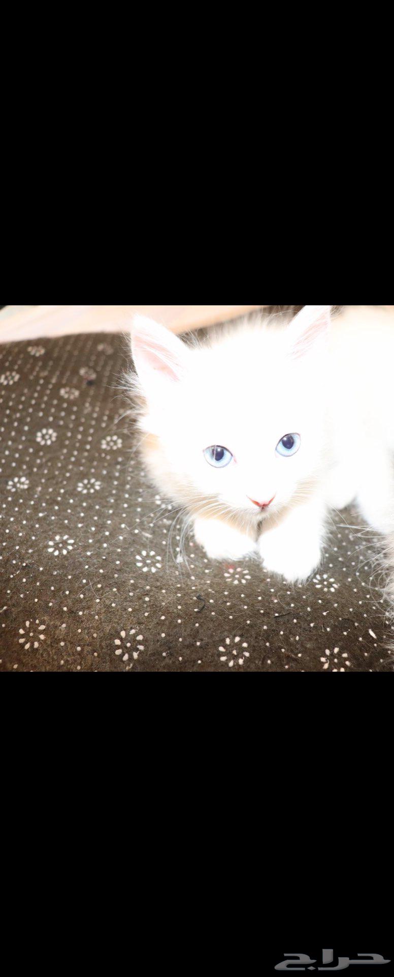 كيتن ابيض و عيون زرقاء64459543553283112