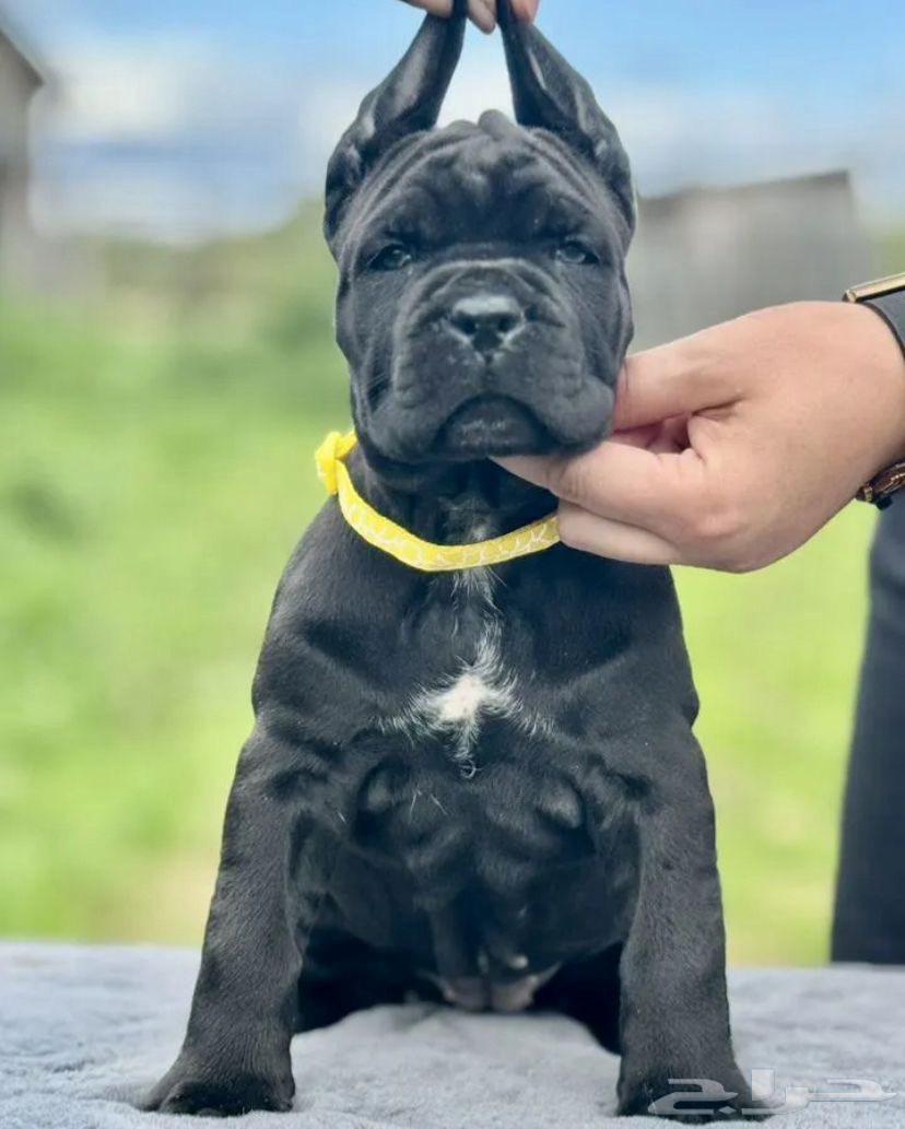 جراء كان كورسو للبيع64462321854594112