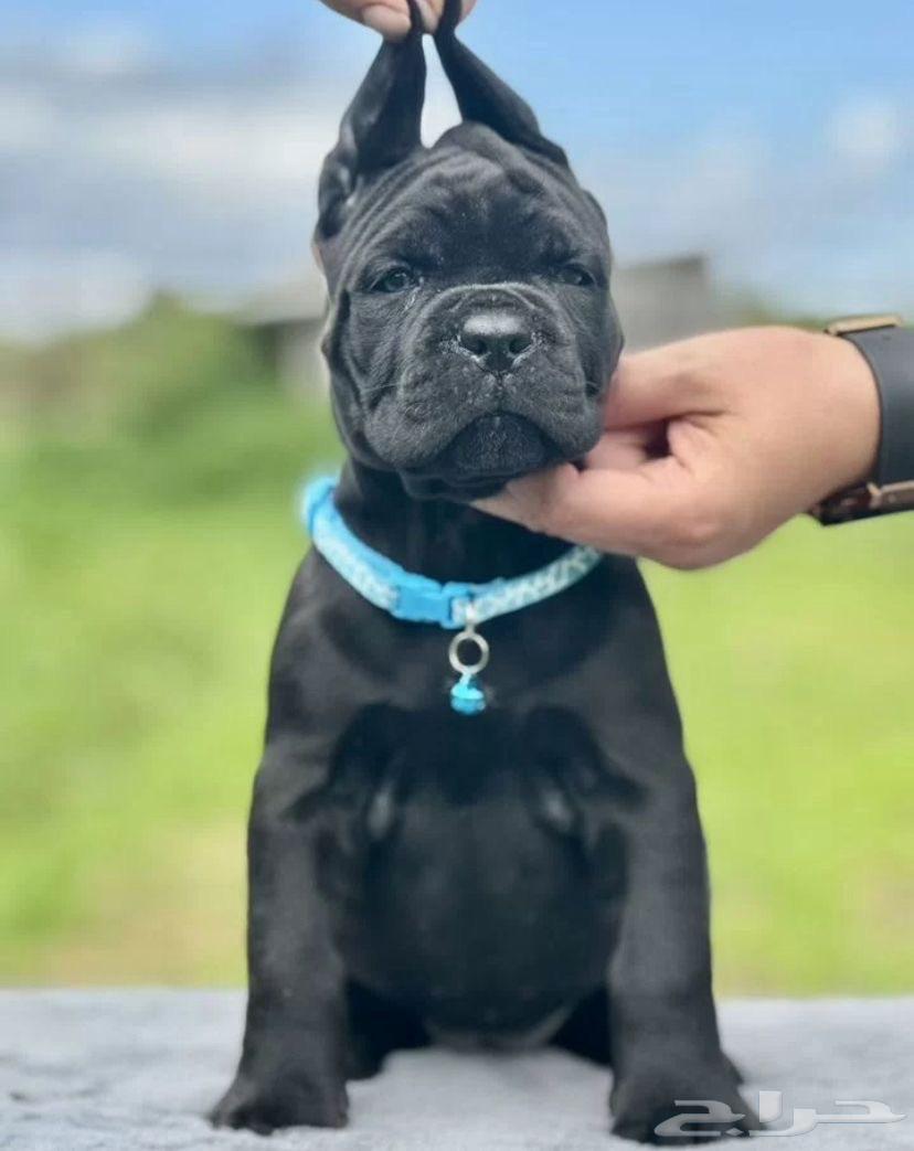 جراء كان كورسو للبيع64462321854594111